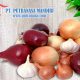 distributor bawang
