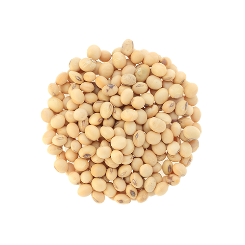 jual kacang kedelai