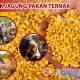 pabrik jagung pakan ternak