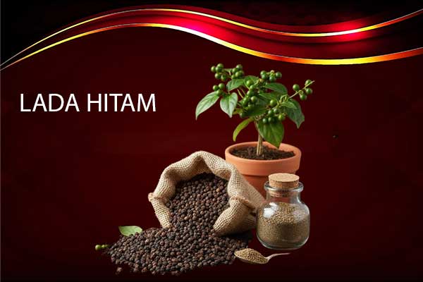 Distributor Lada Hitam